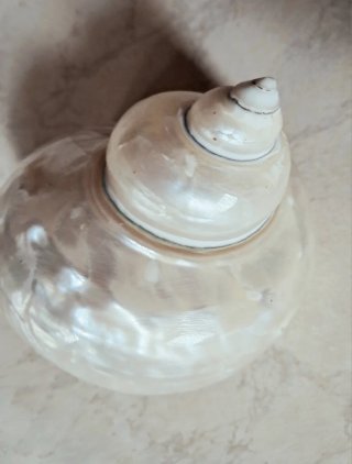 Conchiglia a chiocciola