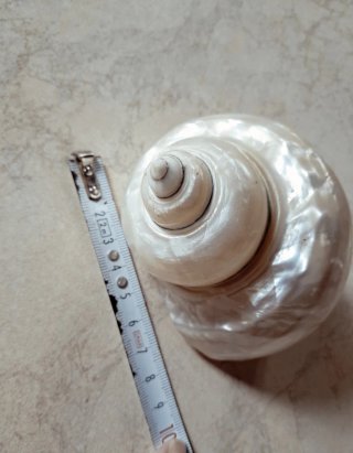 Conchiglia a chiocciola