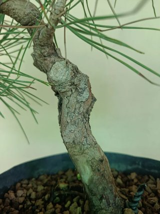Bonsái Pino Negro Japonés tumbergui
