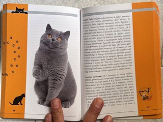 Il gatto. Razze, salute, carattere, comportamento