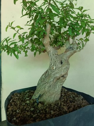 Bonsai Granado Japonés Nejikan