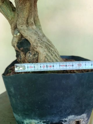 Bonsai Granado Japonés Nejikan