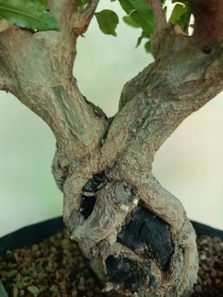 Bonsai Granado Japonés Nejikan