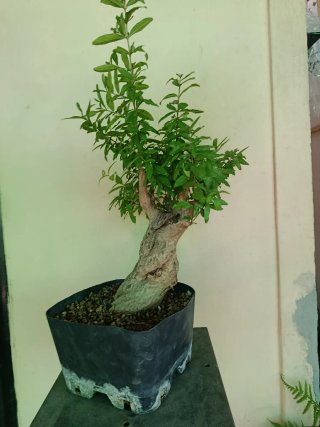 Bonsai Granado Japonés Nejikan