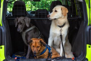 Transporte privado de Mascotas - Gestión de rutas