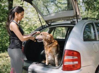 Transporte privado de Mascotas - Gestión de rutas