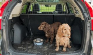 Transporte privado de Mascotas - Gestión de rutas