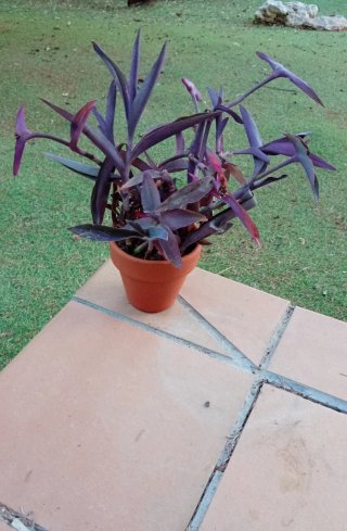 Planta Tradescantia Pallida Maceta Barro 12cm