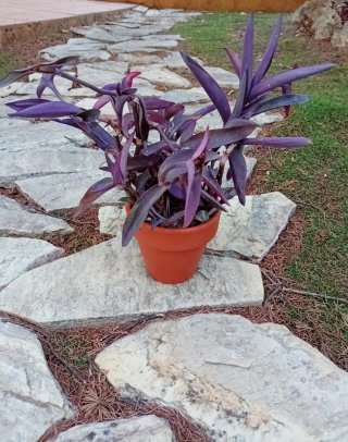 Planta Tradescantia Pallida Maceta Barro 12cm