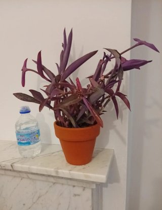 Planta Tradescantia Pallida Maceta Barro 12cm