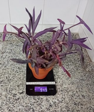 Planta Tradescantia Pallida Maceta Barro 12cm