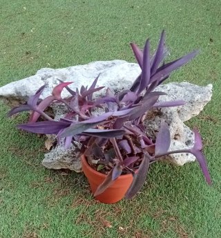 Planta Tradescantia Pallida Maceta Barro 12cm