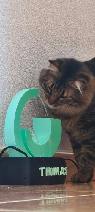 Fuente para Gatos Personalizada con Nombre