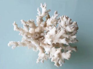 Adorno Coral Blanco Piedra