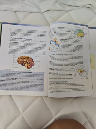 Anatomía aplicada