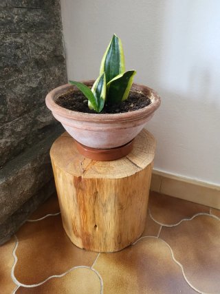 Tronco Madera Mediano 26,5x27