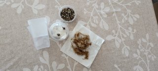 Cormos Alocasia Polly - Kit Crecimiento
