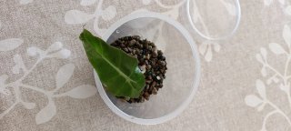 Cormos Alocasia Polly - Kit Crecimiento