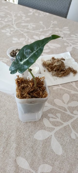 Cormos Alocasia Polly - Kit Crecimiento