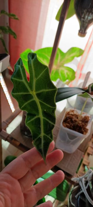 Cormos Alocasia Polly - Kit Crecimiento
