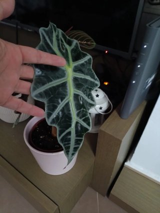 Cormos Alocasia Polly - Kit Crecimiento