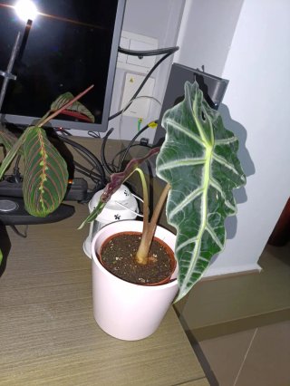 Cormos Alocasia Polly - Kit Crecimiento