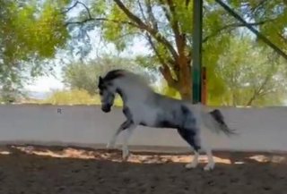 Mantillo estiércol caballo.