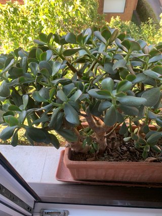Planta Jade grande para jardín/ventana