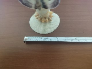 Figura decorativa di conchiglie
