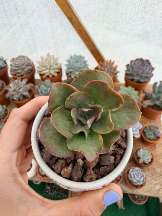 Echeveria Suyon variegada