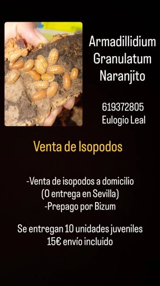 Isópodos