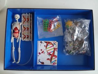 El Cuerpo Humano: Juego Educativo