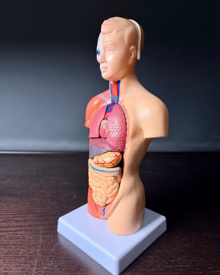 Modelo Anatómico Cuerpo Humano 27cm