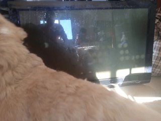 TV LG 43 pulgadas