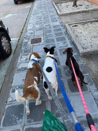 Cuidador de perros