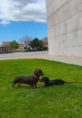 Cuidador de perros