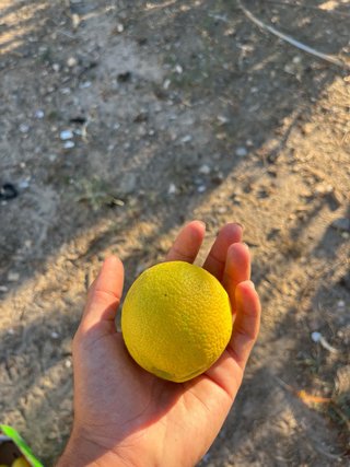Limones recién cogidos del árbol a 1€/Kg