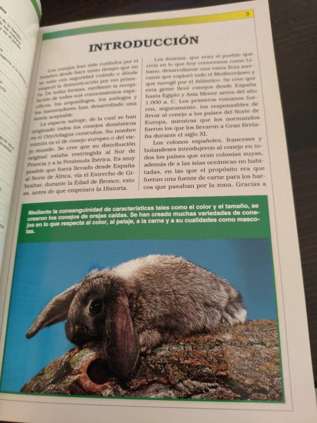 Manual práctico del conejo enano