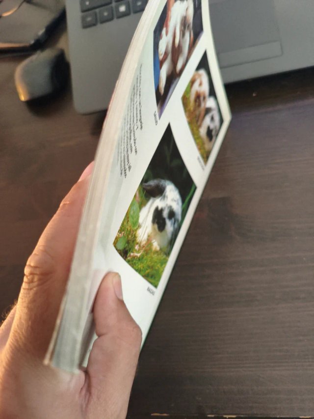 Manual práctico del conejo enano