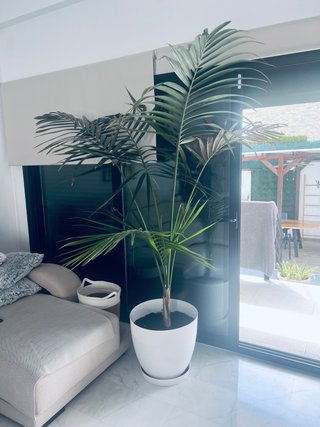Palmera Kentia