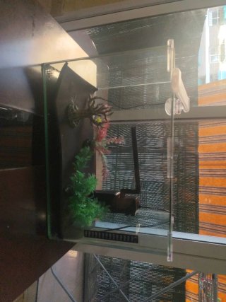 Acuario con filtro, luz y decoración