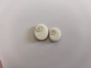 Orejitas de mar con moneda