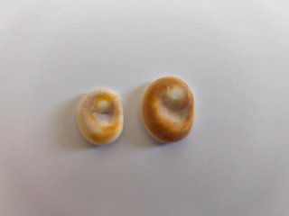 Orejitas de mar con moneda