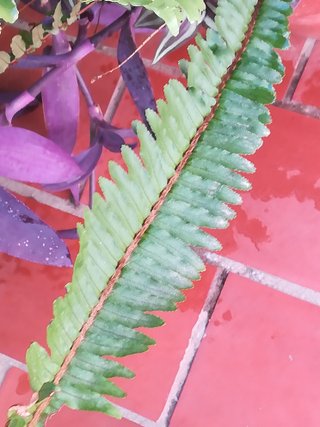 Plantas en maceta de barro.