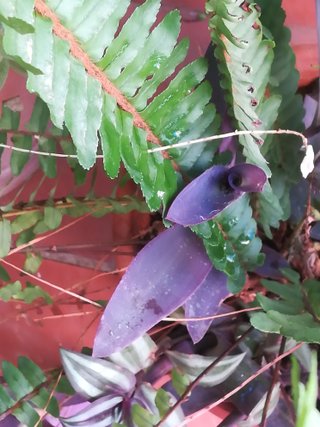 Plantas en maceta de barro.