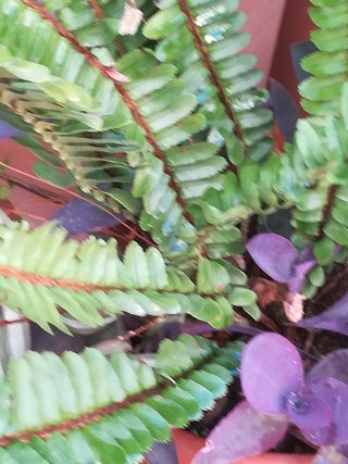 Plantas en maceta de barro.