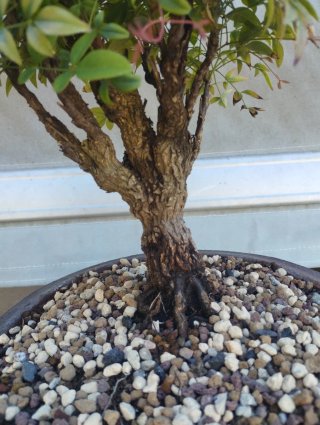 Bonsái Nandina