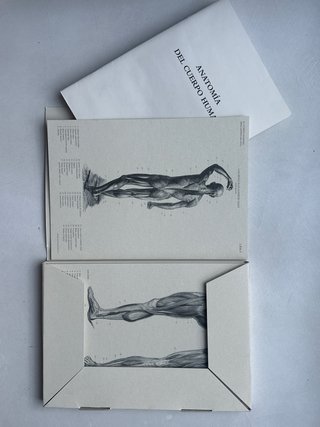 Cuerpo humano. Láminas anatómicas para artistas...