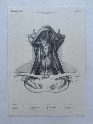Cuerpo humano. Láminas anatómicas para artistas...
