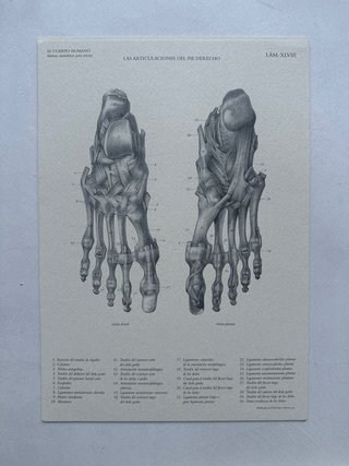 Cuerpo humano. Láminas anatómicas para artistas...
